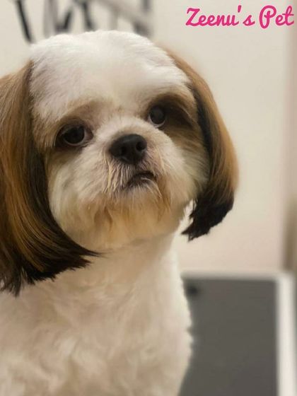 Zeenu's Pet Spa - Dog Grooming & Spa Breed-Specific Styling: Shih Tzu, Lhasa & More photo 10