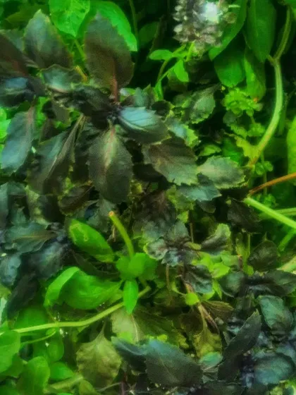 A mix of green and purple basil, adding both flavor and color to your garden and your plate.