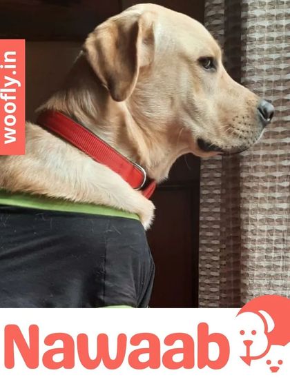 Woofly - At-Home Pet Grooming Fresh Looks for Our Furry Friends photo 8
