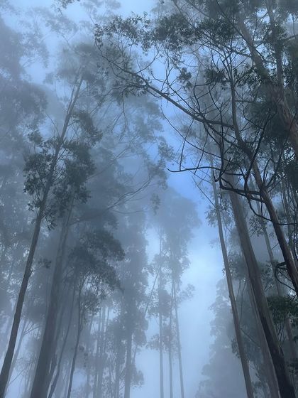 Looking up through the towering eucalyptus trees in the Kodaikanal pine forest, shrouded in the signature morning mist.