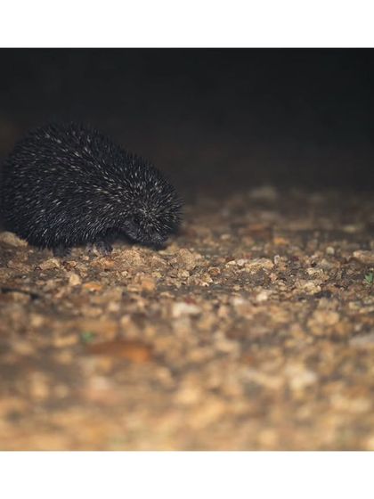 A hedgehog forages on the gravelly ground at night. Capturing nocturnal creatures like this requires patience and a bit of luck.