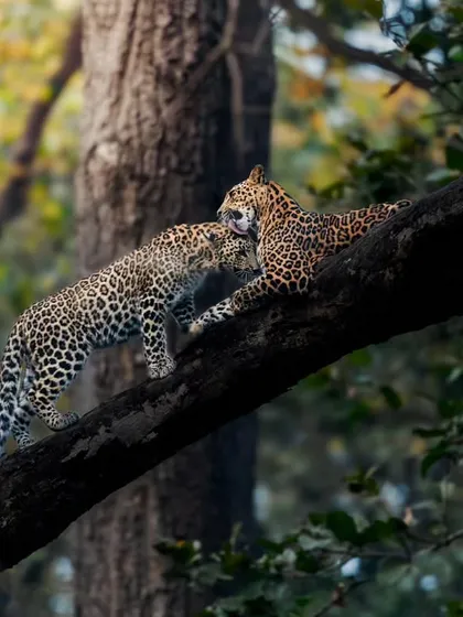 Another angle of the two leopards interacting, a rare and special sighting.