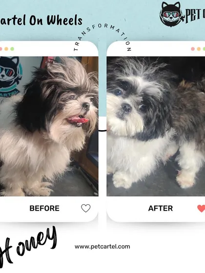 The transformation is real! This before and after shot of Honey the Shih Tzu shows how a professional grooming session can make your pet look and feel their absolute best.