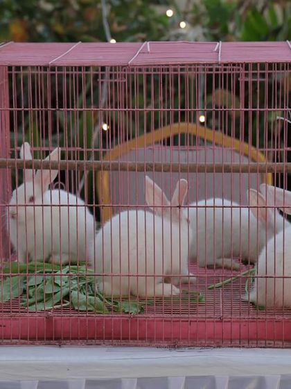 The adorable white bunnies were safely housed and became a wonderful, calm attraction for the little guests.