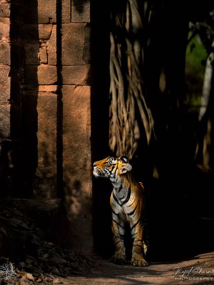 Tigers of India's Jungles photo 44