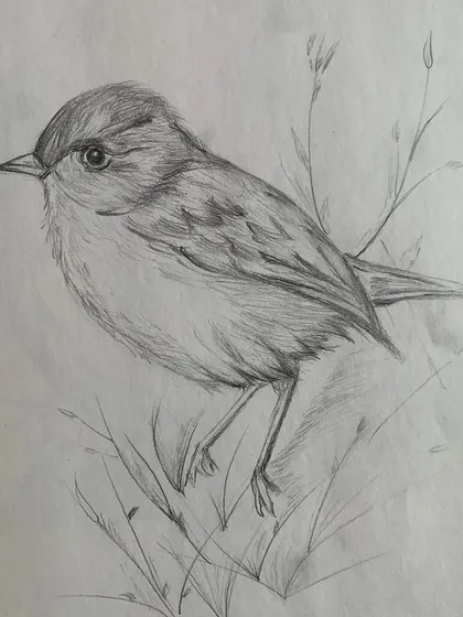 Another beautiful bird sketch from our foundation class, this one capturing a bird nestled in the grass.