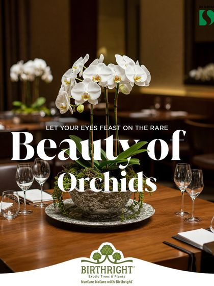 For fine dining spaces, luxury is in the details. A stunning white orchid centerpiece elevates this restaurant table, adding a touch of rare beauty and elegance that complements the high end culinary experience.