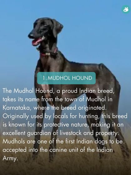 The Pack - Online Pet Parent Community A Voice for Every Dog photo 48