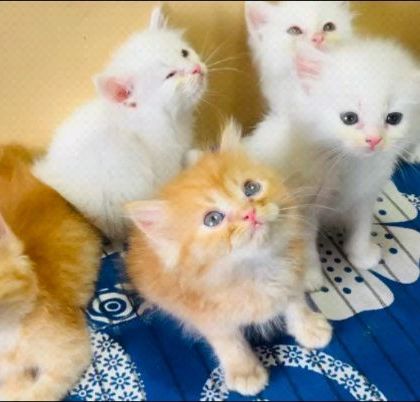 A whole litter of cuteness. We have Persian kittens available in a variety of colors, including classic white and beautiful ginger. You are welcome to visit and choose your favorite.