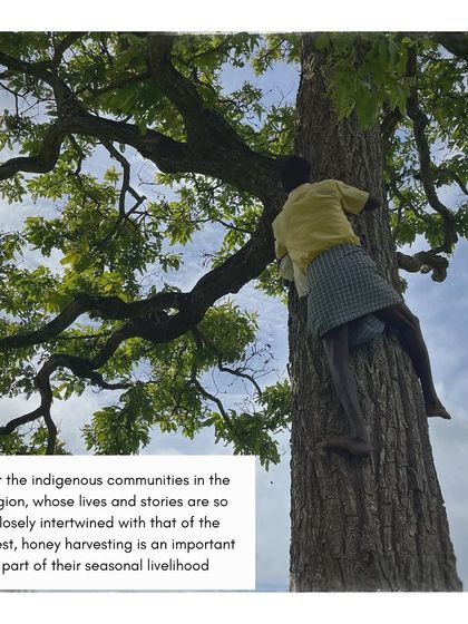 A member of the Soliga community demonstrates his incredible tree climbing skills. For these indigenous communities, honey harvesting is a seasonal livelihood deeply connected to the forest.