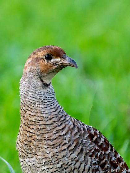 A classic portrait of a Grey Francolin, its neck elongated as it scans its surroundings. The clean green background makes its barred feathers stand out.
