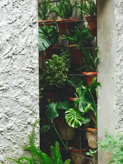 A vertical garden seen through a slit in a textured wall at our studio. This detail shows how we find opportunities to introduce greenery in unexpected ways, creating moments of natural beauty throughout the built space.