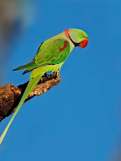An Alexandrine Parakeet is perched on a branch against a brilliant, clear blue sky. The composition is simple and classic, highlighting the bird's vibrant green color.