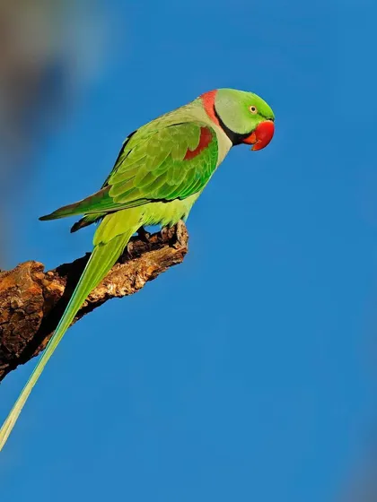 An Alexandrine Parakeet is perched on a branch against a brilliant, clear blue sky. The composition is simple and classic, highlighting the bird's vibrant green color.