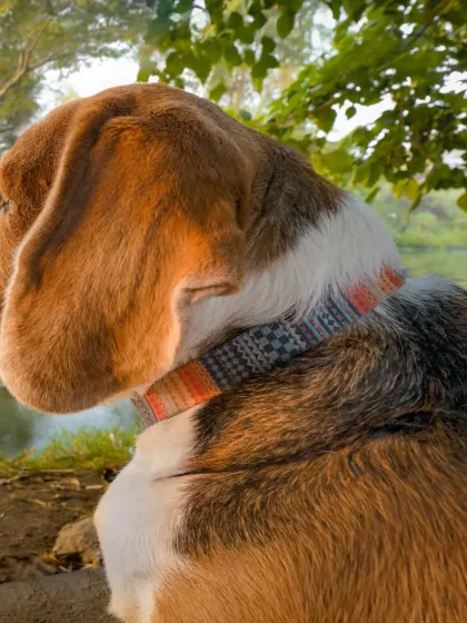 A close-up on Scamp's thoughtful pose by the river, focusing on the texture of his fur and his soft, drooping ears.