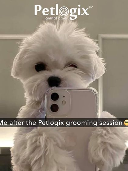 "Me after the Petlogix grooming session." This cute and funny meme perfectly captures that fresh, confident feeling after a great haircut.