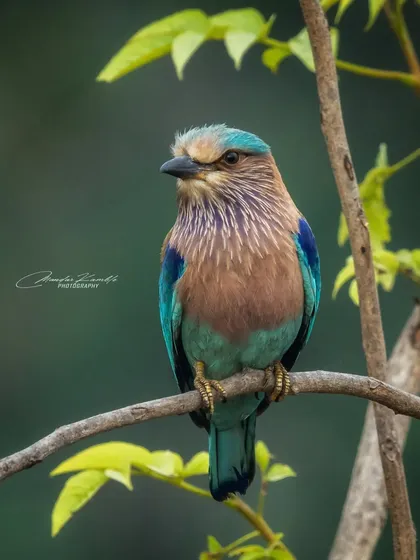 A detailed portrait of the Indian Roller. You can see the fine streaks on its throat and the beautiful gradient of colours on its breast.