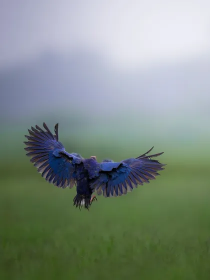 A Purple Swamphen in flight, with its deep blue wings spread wide against a green field. It's a beautiful action shot that captures the vibrant colors of this wetland bird.