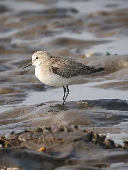 A Little Stint, one of the smaller wader species in the world, measuring only 10-15 cm. This long-distance migrant breeds in Arctic Europe and Asia and winters in Africa and South Asia.