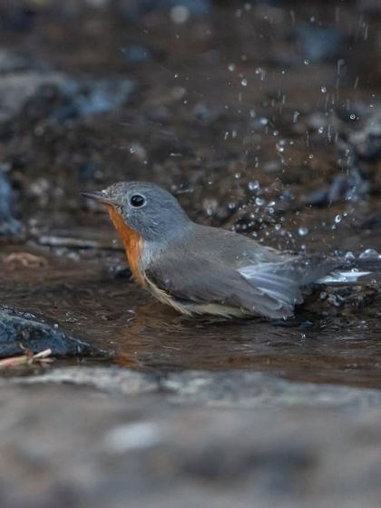 A joyful splash from the Red-breasted Flycatcher during its bath time.