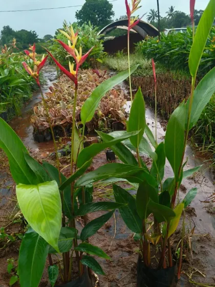 Heliconia plants ready for sale in nursery bags.