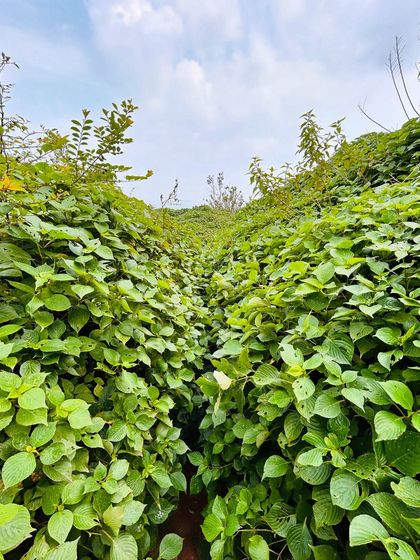 Another view of the green, narrow path through the bushes on the way to Skandagiri peak.