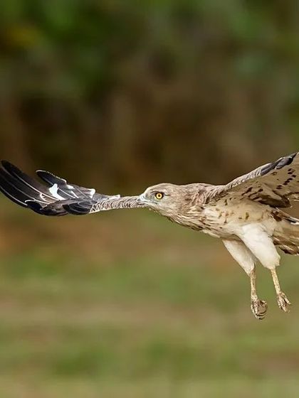 A fantastic sequence of a Short-toed Snake Eagle in flight. These images capture various wing positions and the incredible grace of the bird as it soars, perfect for motion analysis or simply appreciating its beauty.