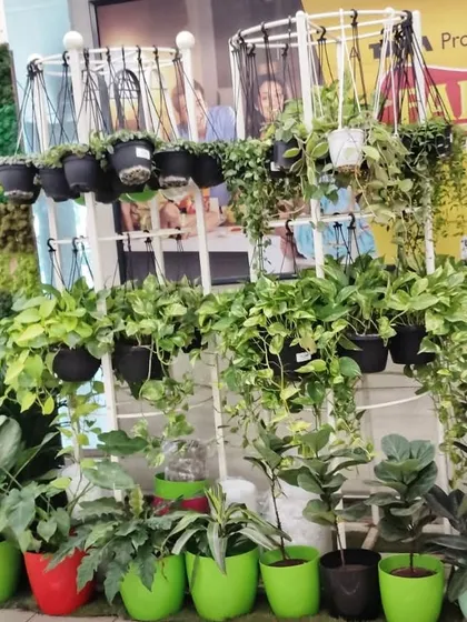 Our display at the Star Bazaar outlet, featuring a variety of hanging plants and colorful pots to inspire your home gardening projects.