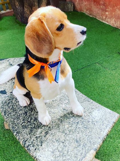 Becky's Bow Wow House - Dog Daycare Our Playground & Pack photo 27