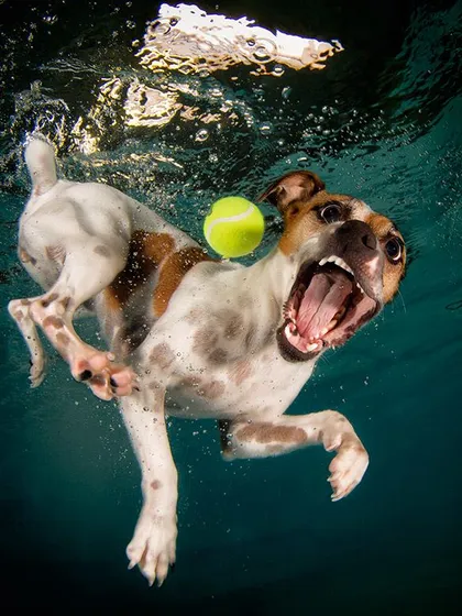 A Jack Russell Terrier leaps through the water. The dark, deep-water setting makes the action feel even more dramatic and exciting.
