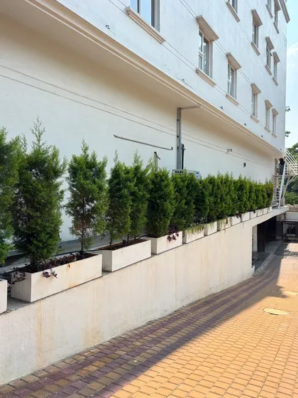 A row of conical cypress trees in long planters provides a formal, elegant green border for this building. This type of planting is great for creating structure and privacy.