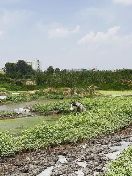 Brooke's Home - Dog Boarding (Homestay) Outdoor Adventures & Playtime photo 8