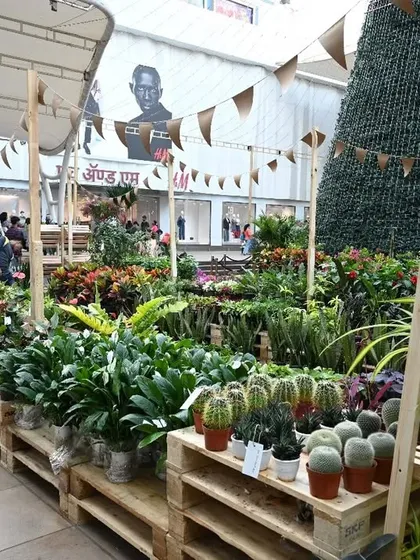 Imagine yourself surrounded by a sea of green. This is a typical view at our festival, with rows of lush plants, from common houseplants to exotic varieties, waiting to be discovered.