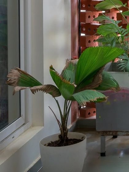 Archemist Architects - Turnkey Residential Design & Build Project Showcase: The Kadambini Residence photo 20