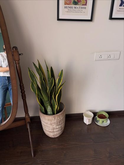 A snake plant in a textured pot adds a touch of green to this rustic-chic corner. It's a simple, low-maintenance way to bring nature indoors and complements the wooden floor and mirror perfectly.