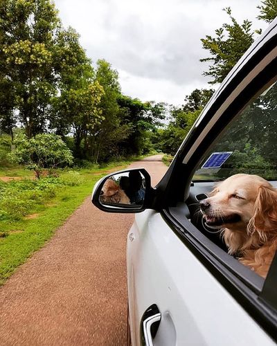 Pet Transportation
