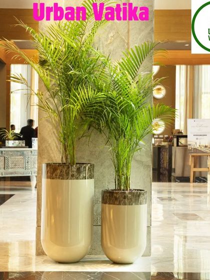 Two large Areca Palms in beautiful two-toned pots, making a grand statement in a spacious lobby.