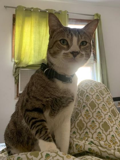 Trooper decided my leg was the best seat in the house. I'm not complaining.