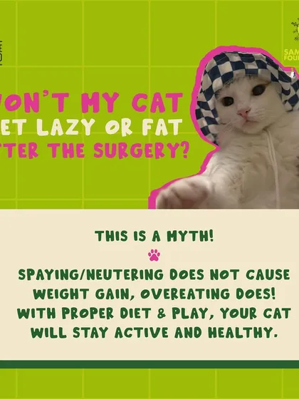 Worried your cat will become lazy or overweight after surgery? That's a common misconception. A cat's weight is determined by diet and exercise, not by being spayed or neutered. We can share tips on keeping your fixed cat active and healthy.