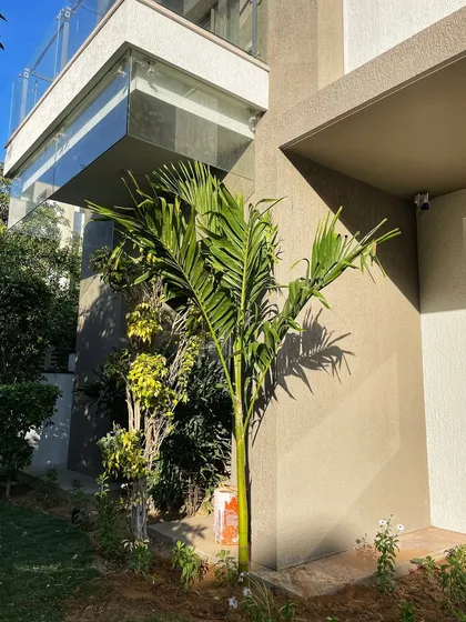 A newly planted palm tree soaking up the sun in a lawn project. Choosing the right trees is crucial for the long-term health and beauty of a large garden.