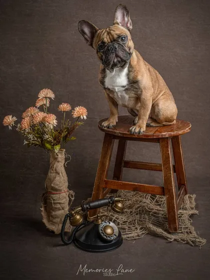 We create little stories in our studio. This inquisitive French Bulldog, perched on a rustic stool, gives a curious head tilt as if waiting for a call on the antique rotary phone.