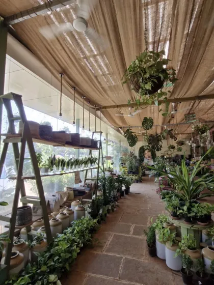 The long walkway of our nursery, with hanging plants and rustic decor. It feels like a pathway into another, greener world.