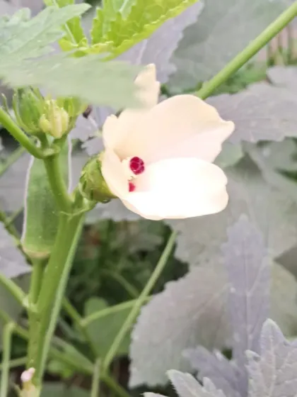 Bhardwaj - Urban Gardening Consultation Grow Your Own Organic Vegetables photo 16