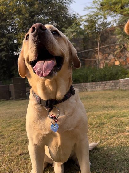 Stark the Labrador, all smiles after a good play session. The happy, panting face of a well-exercised dog is a common sight here.