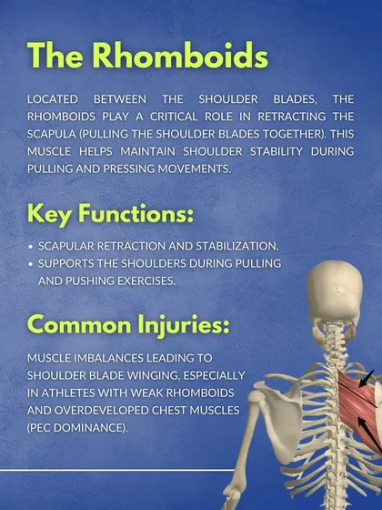 The Rhomboids. Located between the shoulder blades, these muscles are critical for scapular retraction and maintaining shoulder stability during pushing and pulling movements.