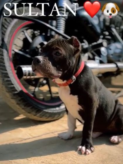 Sultan boy posing next to a Royal Enfield wheel.