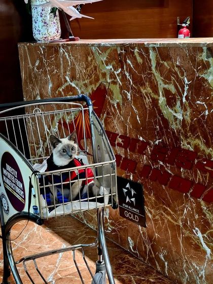 Global Pet Cab - Domestic Pet Relocation Air Travel: Flying Your Pet Safely photo 12