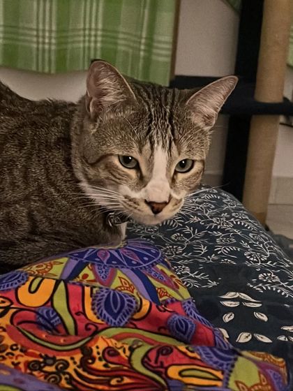 Trooper getting comfortable on my lap. My lap is the official cuddle zone.