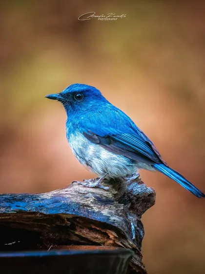 The deep, rich blue of this White-bellied Blue Flycatcher is mesmerizing. I captured this in Dandeli, using the warm background to complement the cool tones of the bird.