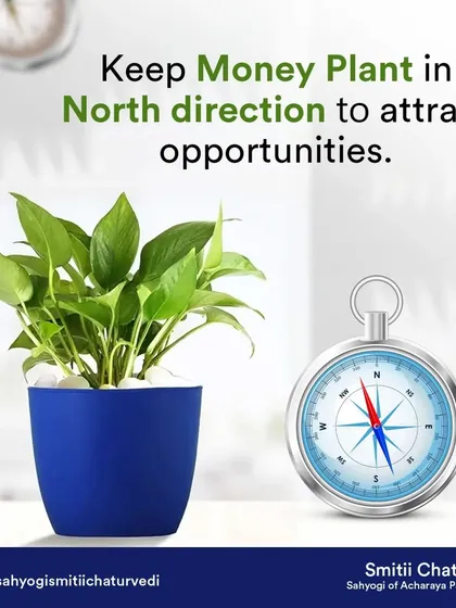 To attract new opportunities and abundance, keep a Money Plant in the North direction of your home or office. This simple Vastu tip helps activate the energy of growth and prosperity.